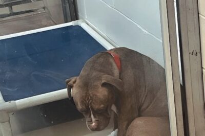 A heartbreaking picture of a shelter pit bull that is still looking for a home after adoptions fail shows the dog “losing hope.”